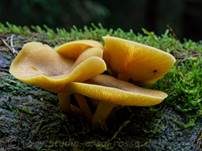 Goldgelber Holzritterling, Foto 46