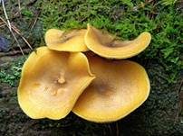Goldgelber Holzritterling, Foto 47