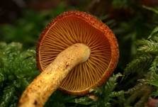 Goldgelber Holzritterling, Foto 9