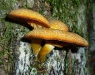 Goldgelber Holzritterling, Foto 11