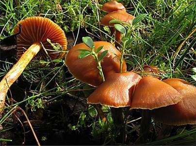 Goldgelber Raukopf, Foto 2