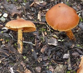 Goldgelber Raukopf, Foto 4