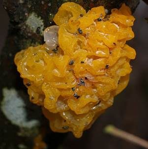 Goldgelber Zitterling, Foto 2