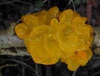 Goldgelber Zitterling, Foto 14