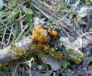 Goldgelber Zitterling, Foto 15