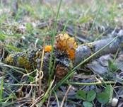 Goldgelber Zitterling, Foto 16