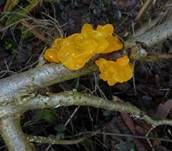 Goldgelber Zitterling, Foto 19