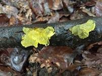Goldgelber Zitterling, Foto 21