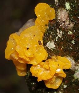 Goldgelber Zitterling, Foto 4