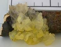 Goldgelber Zitterling, Foto 22