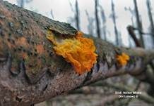 Goldgelber Zitterling, Foto 25