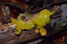 Goldgelber Zitterling, Foto 30