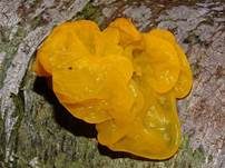 Goldgelber Zitterling, Foto 35
