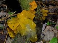 Goldgelber Zitterling, Foto 37