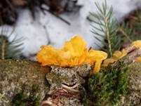 Goldgelber Zitterling, Foto 7