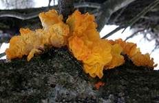 Goldgelber Zitterling, Foto 8
