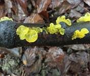 Goldgelber Zitterling, Foto 10