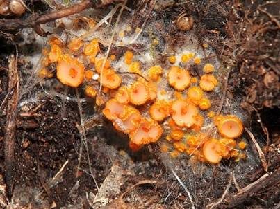 Goldgelbes Spinnwebbecherchen, Foto 2