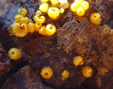 Goldgelbes Spinnwebbecherchen, Foto 3