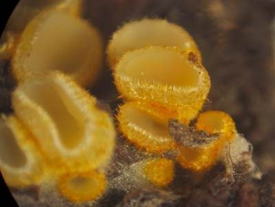 Goldgelbes Spinnwebbecherchen, Foto 4