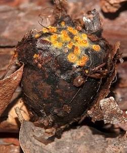 Goldgelbes Spinnwebbecherchen, Foto 5