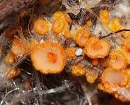 Goldgelbes Spinnwebbecherchen, Foto 6