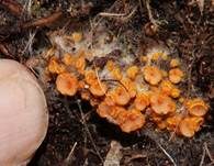 Goldgelbes Spinnwebbecherchen, Foto 7