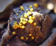 Goldgelbes Spinnwebbecherchen, Foto 8