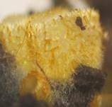 Goldgelbes Spinnwebbecherchen, Foto 9