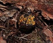 Goldgelbes Spinnwebbecherchen, Foto 11