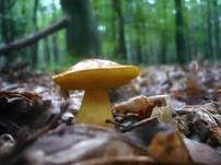 Goldporiger Röhrling, Foto 20