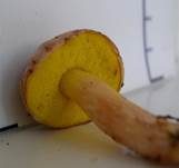 Goldporiger Röhrling, Foto 6