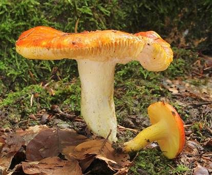 Goldtäubling, Foto 2