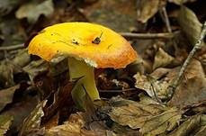 Goldtäubling, Foto 12