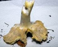 Goldtäubling, Foto 13