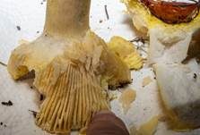 Goldtäubling, Foto 15