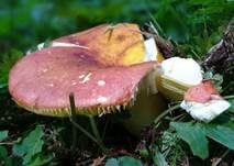 Goldtäubling, Foto 17