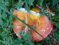 Goldtäubling, Foto 18