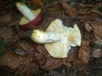 Goldtäubling, Foto 19