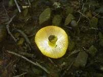 Goldtäubling, Foto 20