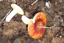 Goldtäubling, Foto 21