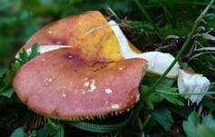 Goldtäubling, Foto 22