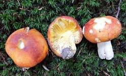 Goldtäubling, Foto 5