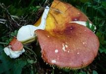 Goldtäubling, Foto 6