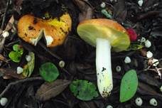Goldtäubling, Foto 10