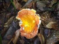 Goldtäubling, Foto 11