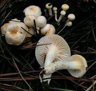 Goldzahnschneckling, Foto 2