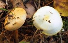 Goldzahnschneckling, Foto 22