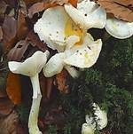 Goldzahnschneckling, Foto 7
