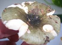 Grasgrüner Täubling, Foto 15